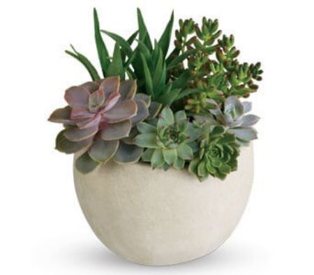 Picture for category Plants